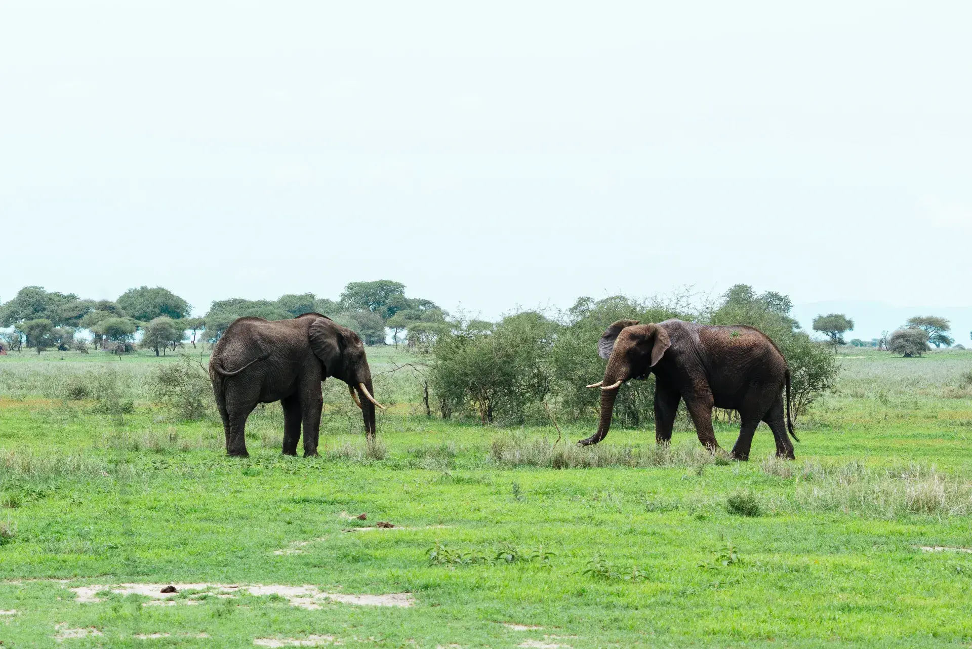 Tarangire National Park