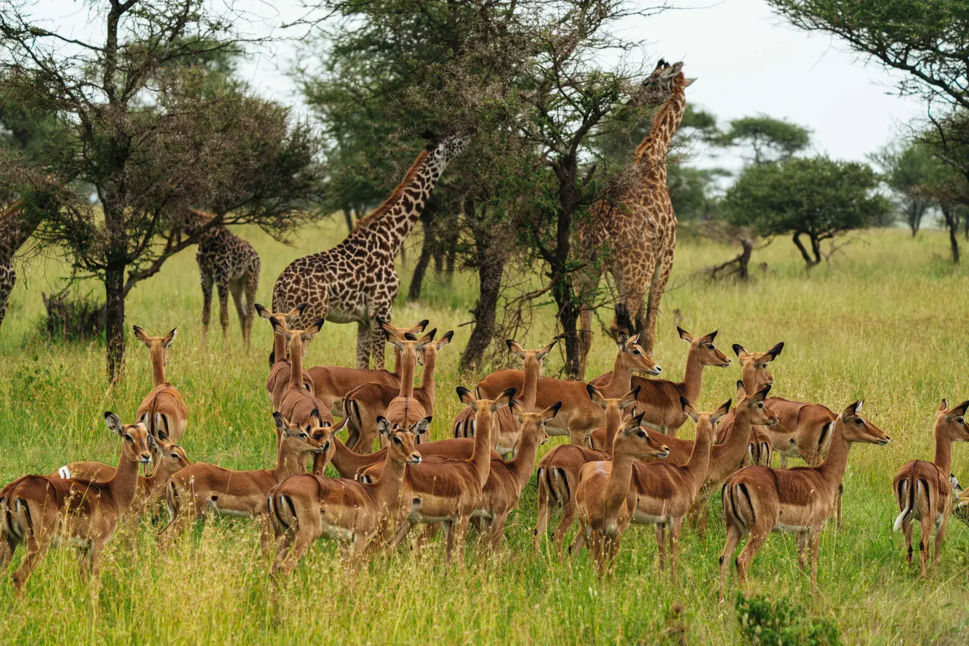 Serengeti National Park