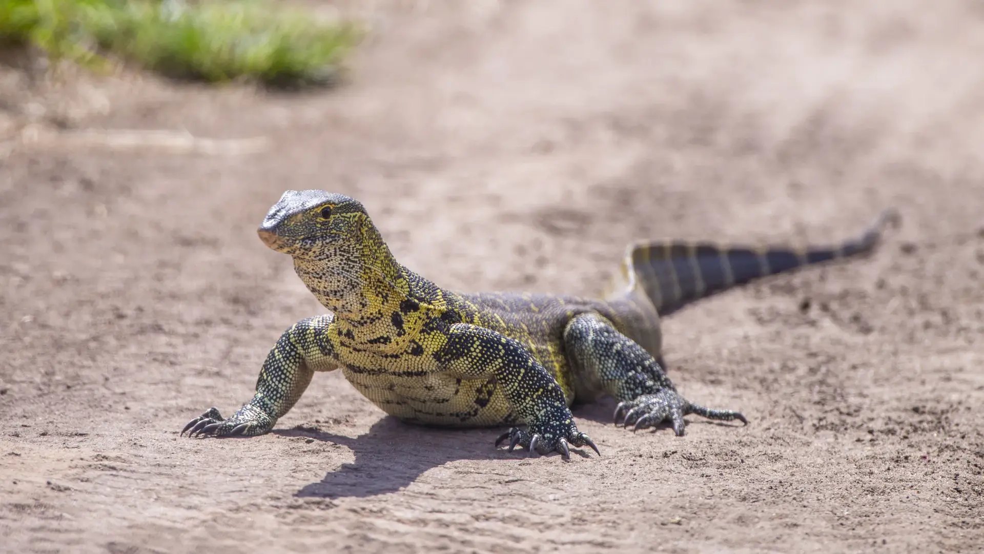 7-Day Serengeti & Ngorongoro