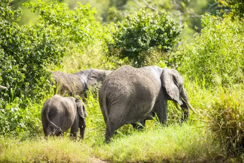 10-Day Ultimate Tanzania