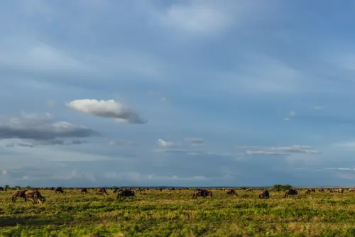 7-Day Great Migration