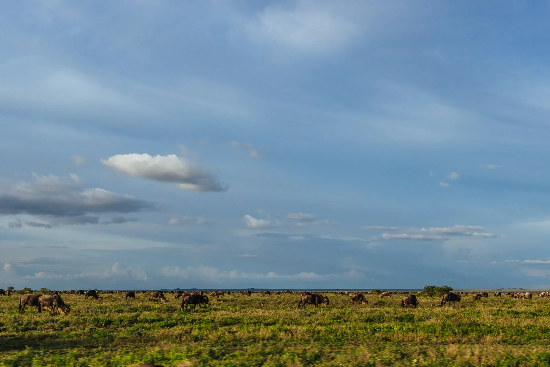 Fly Camp Safari